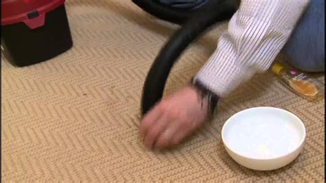 How to remove dog urine from carpet. Things To Know About How to remove dog urine from carpet. 